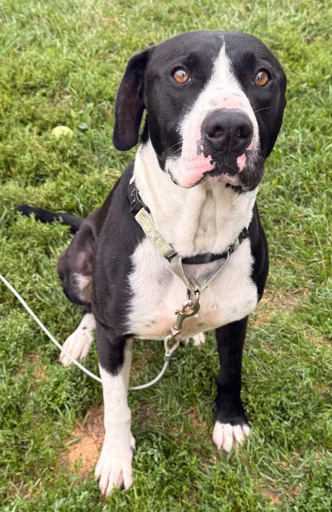 Enlarge Bobby, a Adoptable mixed breed in Defiance, OH image 5/6