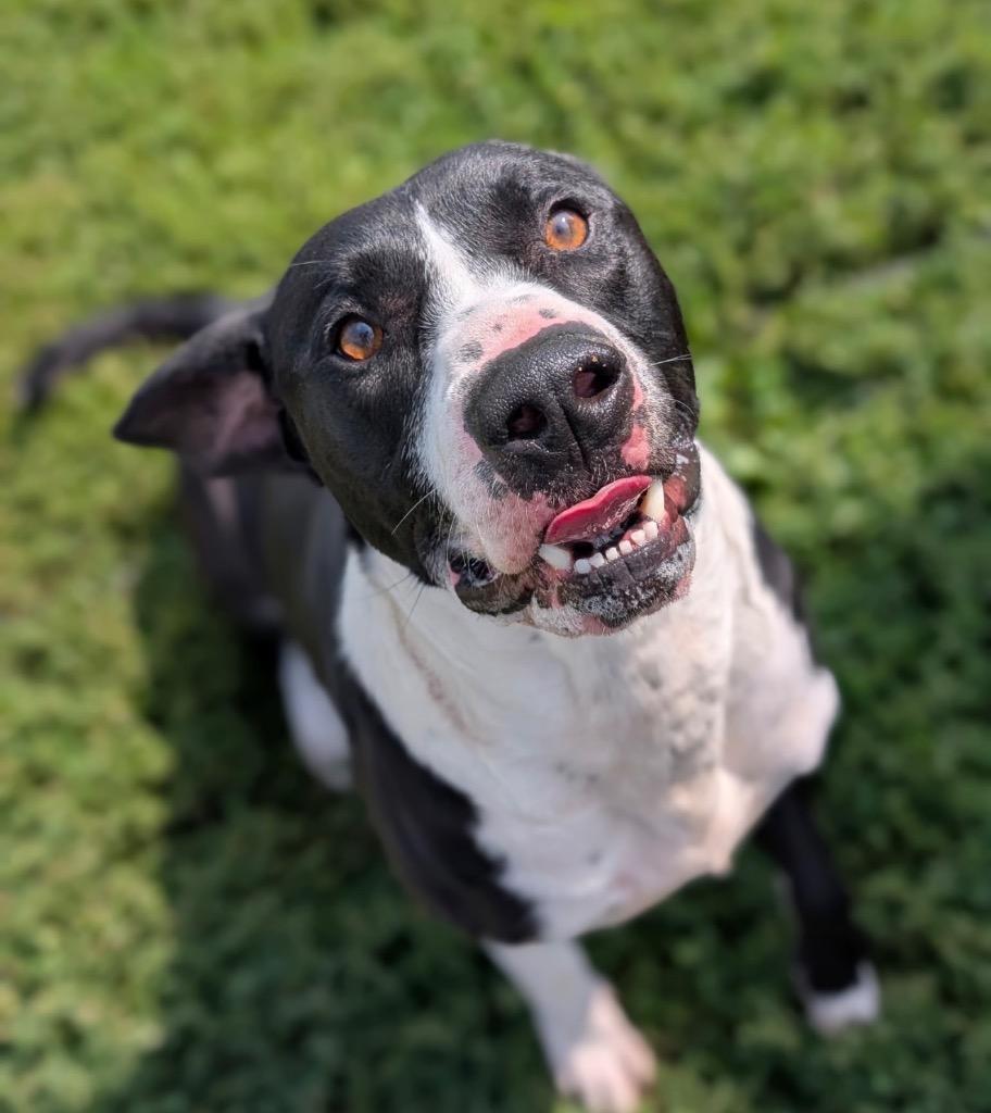 Enlarge Bobby, a Adoptable mixed breed in Defiance, OH image 6/6