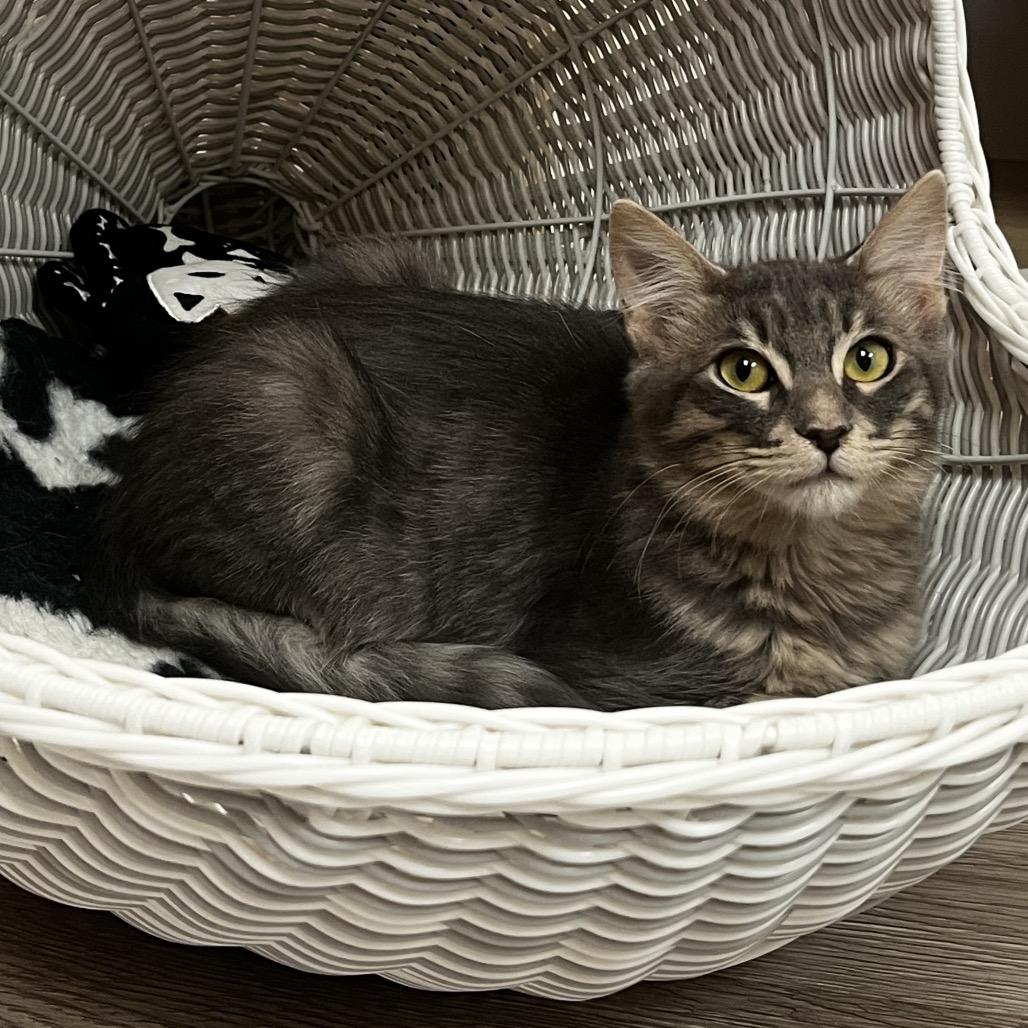 Elliott, Adoptable, Kitten Male Domestic Medium Hair.