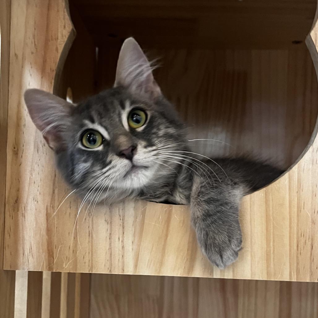 Enlarge Elliott, a Adoptable Domestic Medium Hair in Yucca Valley, CA image 2/5