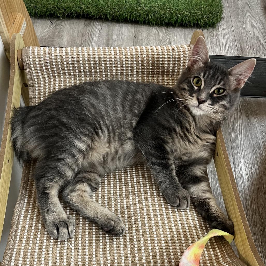 Enlarge Elliott, a Adoptable Domestic Medium Hair in Yucca Valley, CA image 3/5