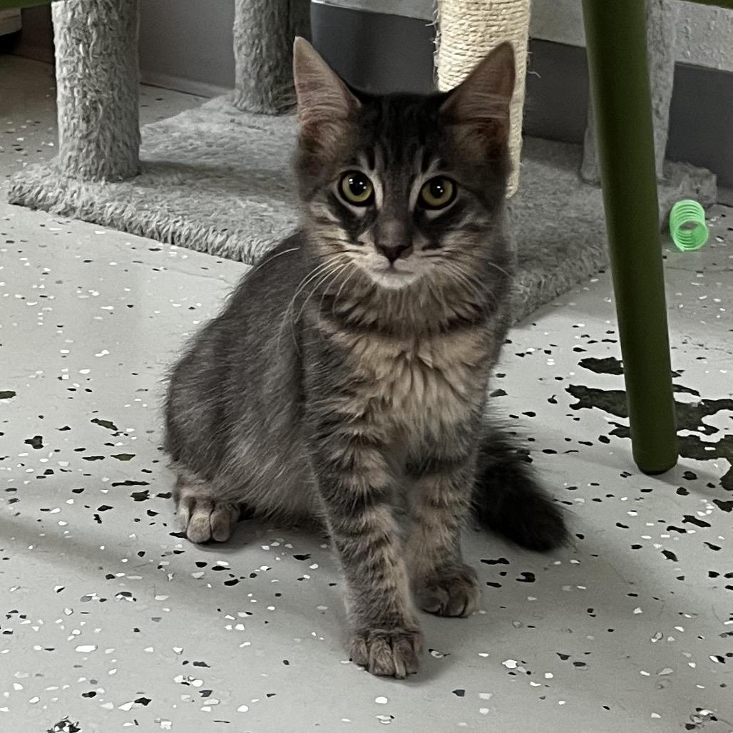 Enlarge Elliott, a Adoptable Domestic Medium Hair in Yucca Valley, CA image 4/5