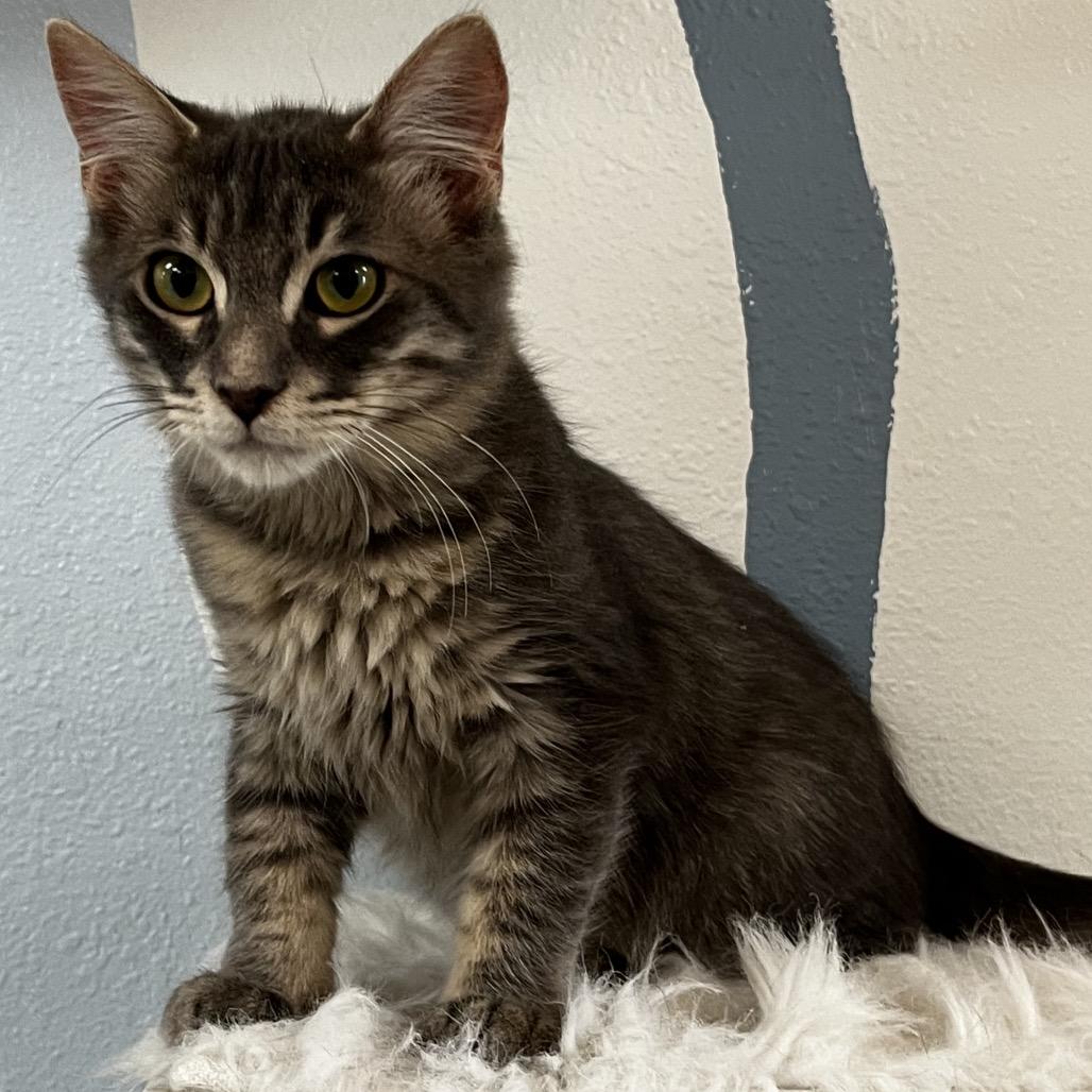 Enlarge Elliott, a Adoptable Domestic Medium Hair in Yucca Valley, CA image 5/5