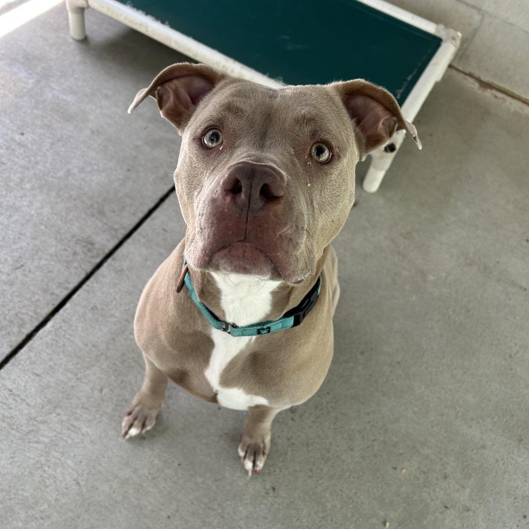 Grace, Adoptable, Adult Female Pit Bull Terrier & Mixed Breed.