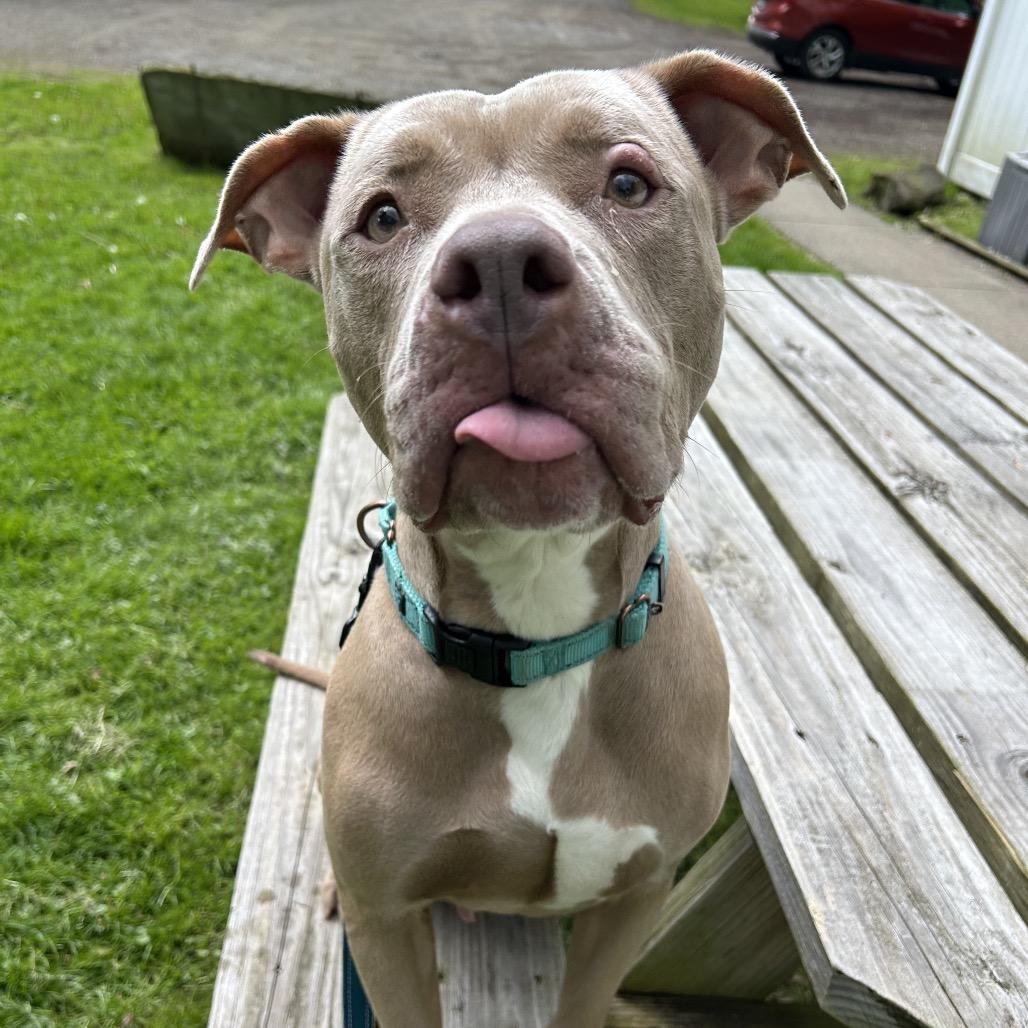 Enlarge Grace, a Adoptable mixed breed in Greenville, PA image 2/6