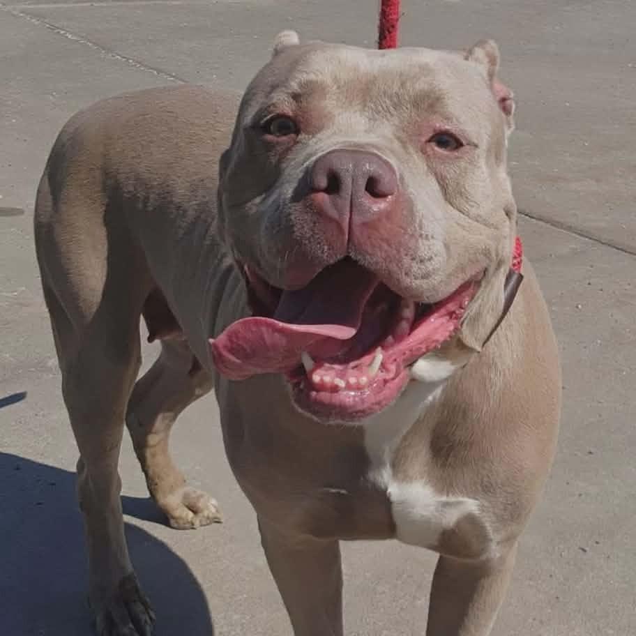 Grace, Adoptable, Adult Female Pit Bull Terrier & Mixed Breed.