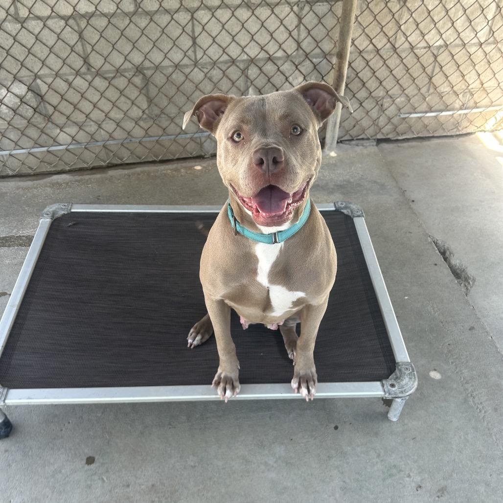 Enlarge Grace, a Adoptable mixed breed in Greenville, PA image 2/5