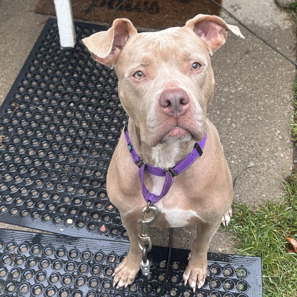 Enlarge Grace, a Adoptable mixed breed in Greenville, PA image 3/6