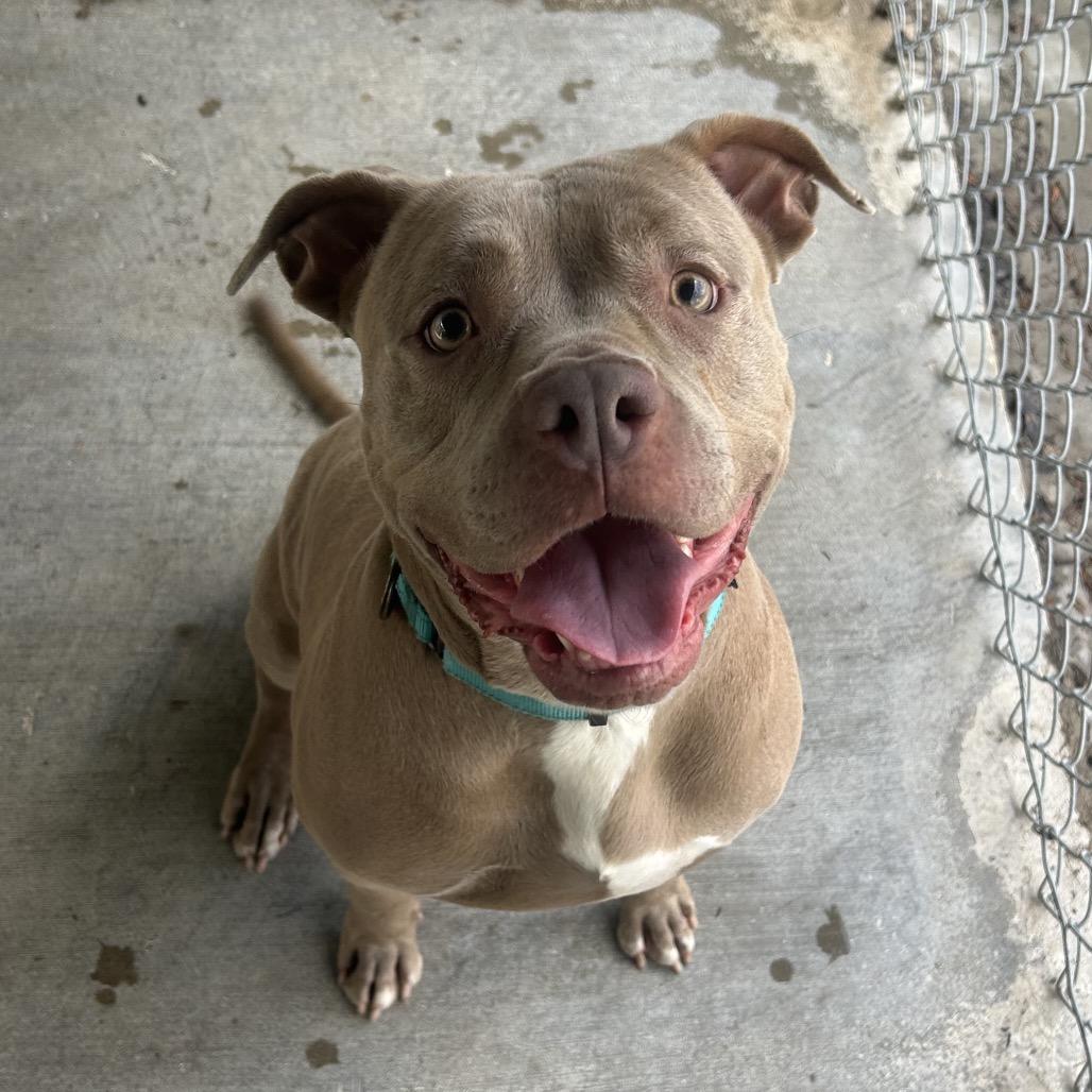 Enlarge Grace, a Adoptable mixed breed in Greenville, PA image 3/5