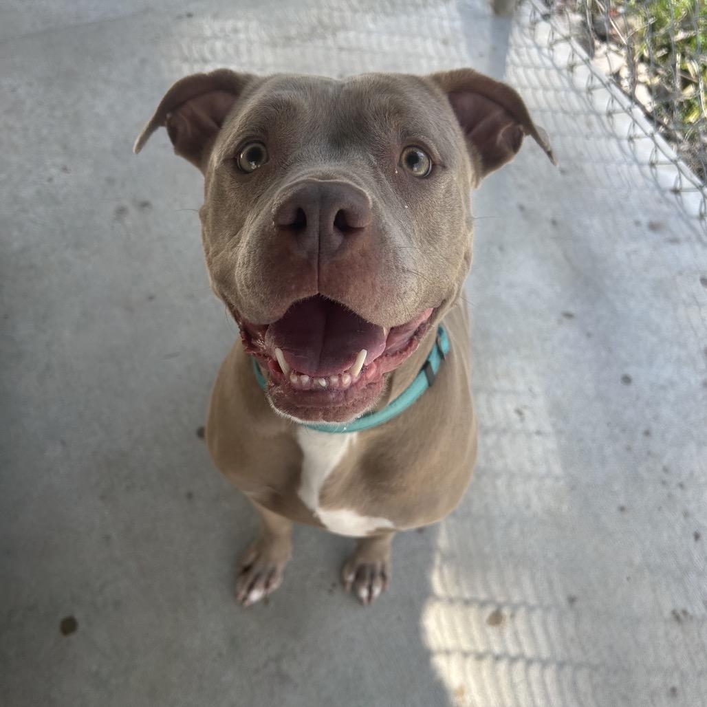 Enlarge Grace, a Adoptable mixed breed in Greenville, PA image 4/5