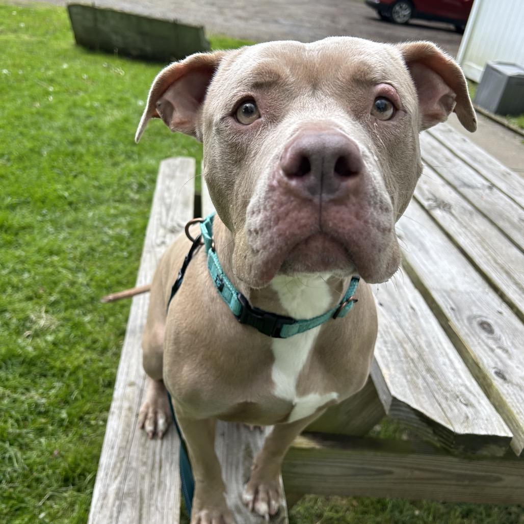 Grace, a Adoptable mixed breed in Greenville, PA image 5/6