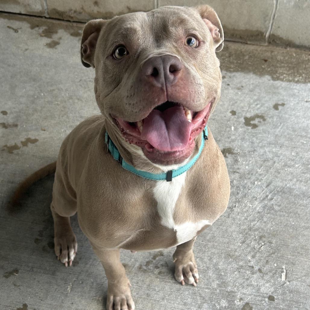 Enlarge Grace, a Adoptable mixed breed in Greenville, PA image 5/5