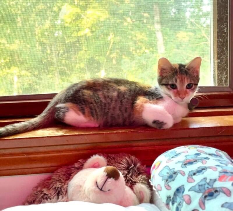 Thing 2, Adoptable, Young Female Domestic Short Hair.