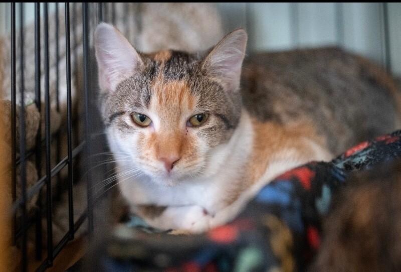 Enlarge Thing 2, a Adoptable Domestic Short Hair in Grand Rapids, MI image 2/6