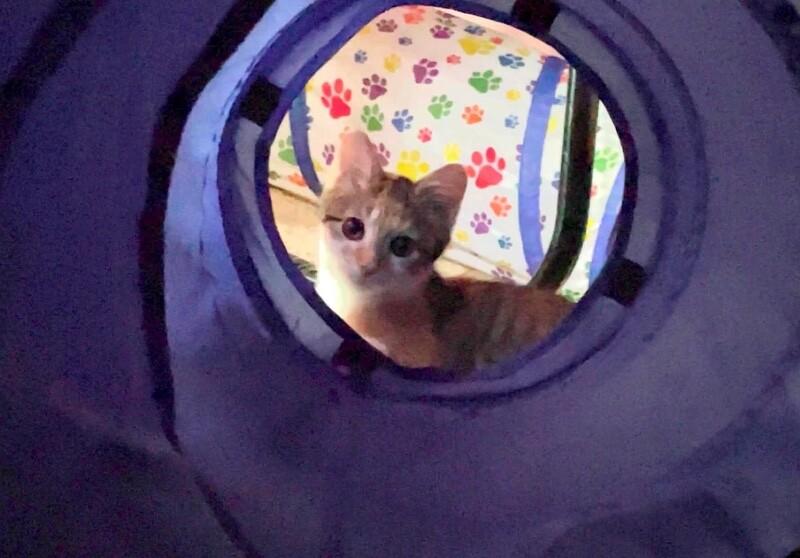 Enlarge Thing 2, a Adoptable Domestic Short Hair in Grand Rapids, MI image 3/6