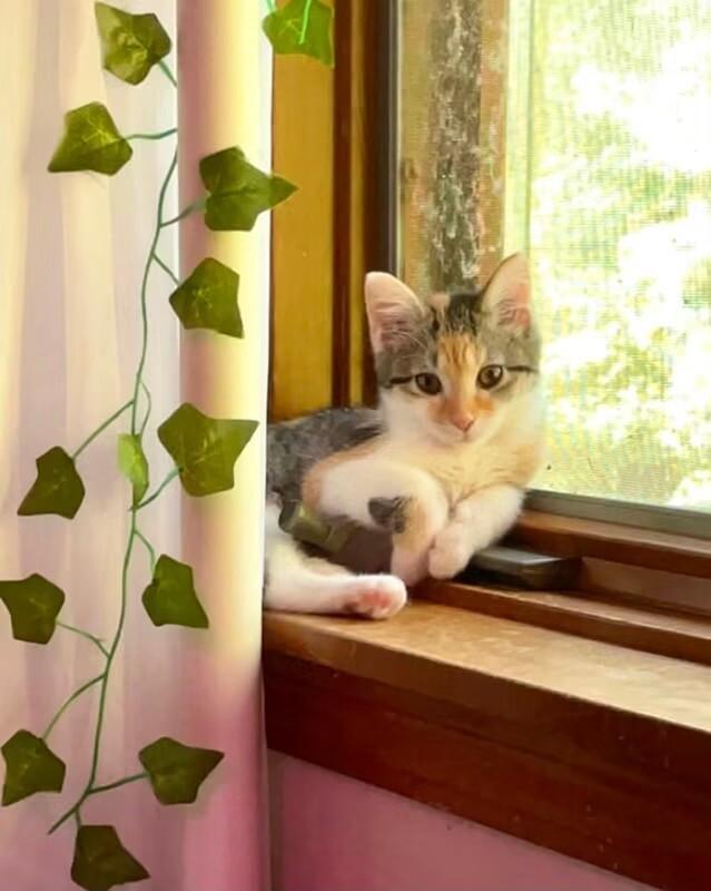 Enlarge Thing 2, a Adoptable Domestic Short Hair in Grand Rapids, MI image 4/6