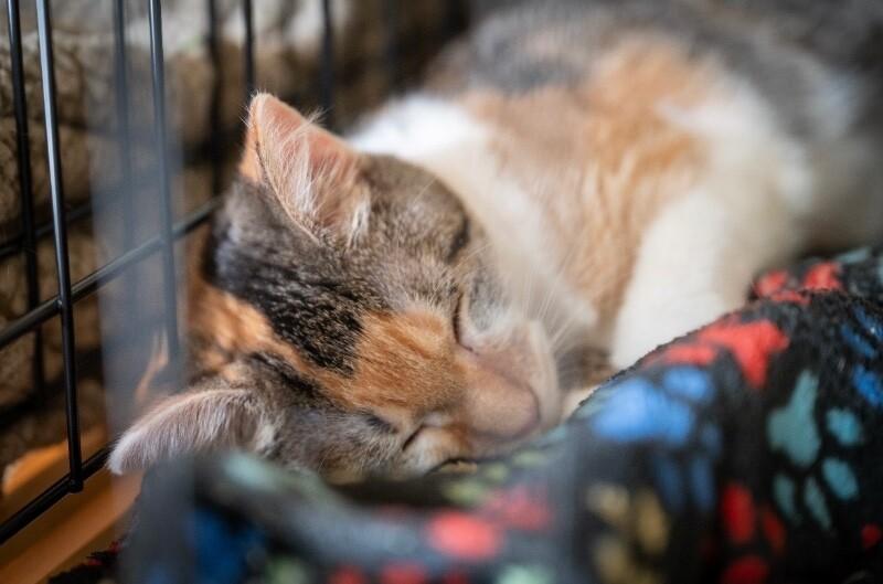 Enlarge Thing 2, a Adoptable Domestic Short Hair in Grand Rapids, MI image 5/6