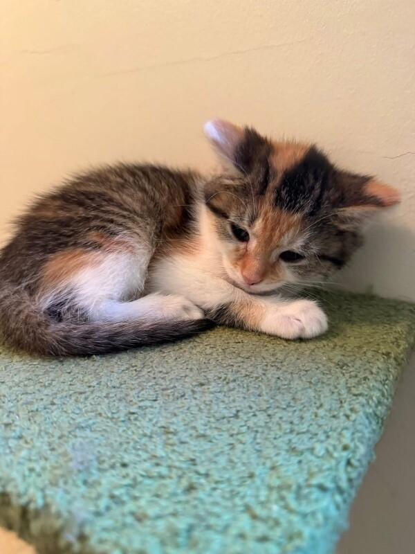 Enlarge Thing 2, a Adoptable Domestic Short Hair in Grand Rapids, MI image 6/6