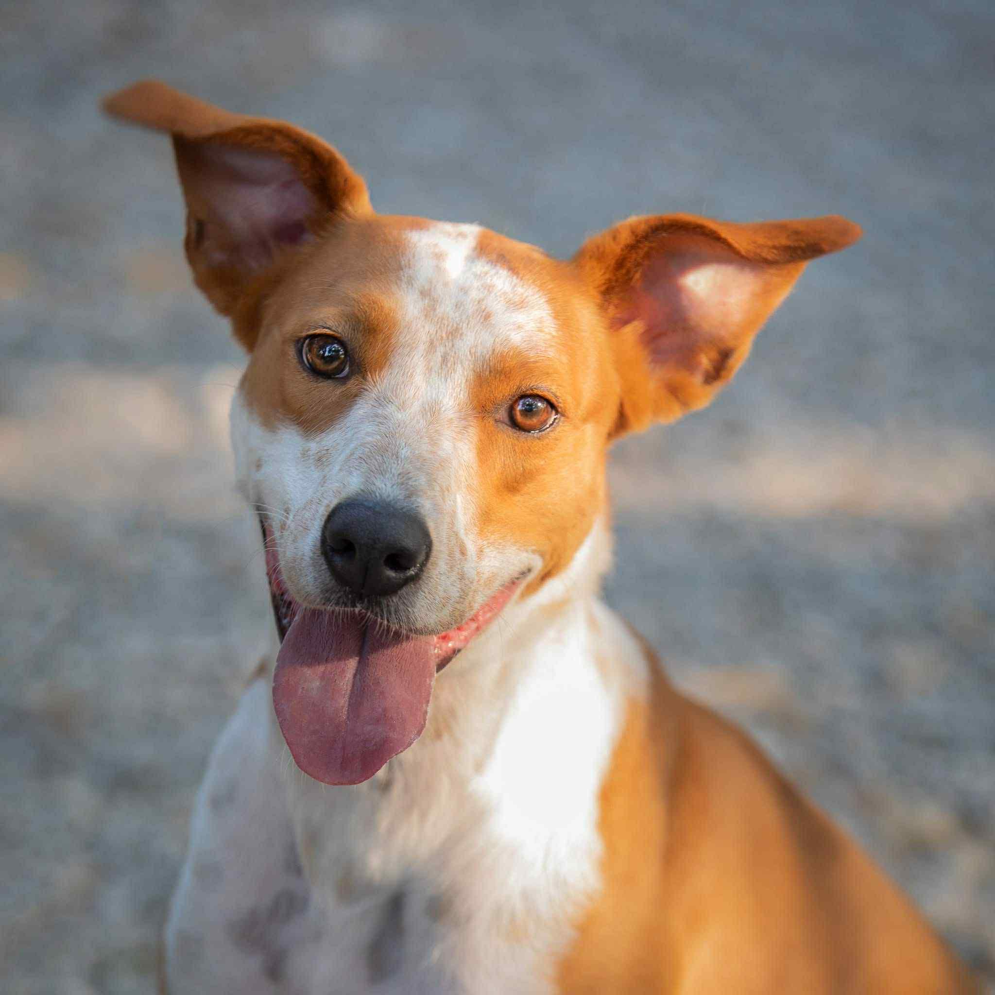 Ellie (In Foster w/ Trainer), Adoptable, Adult Female Australian Cattle Dog / Blue Heeler & Hound.