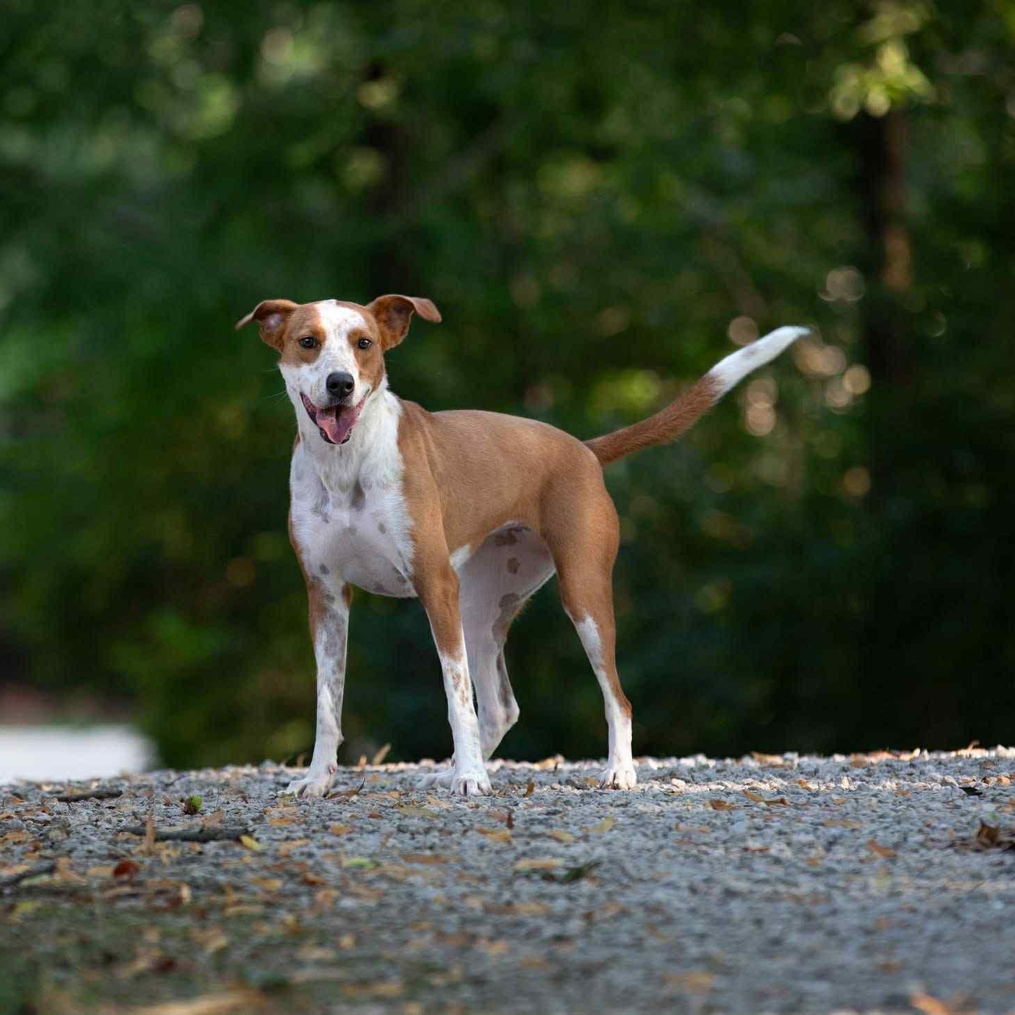 Ellie (In Foster w/ Trainer), a Adoptable mixed breed in Quincy, IL image 4/4