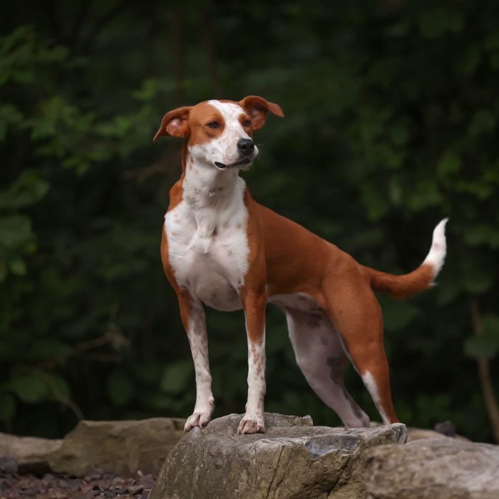 Ellie (In Foster w/ Trainer), a Adoptable mixed breed in Quincy, IL image 2/4