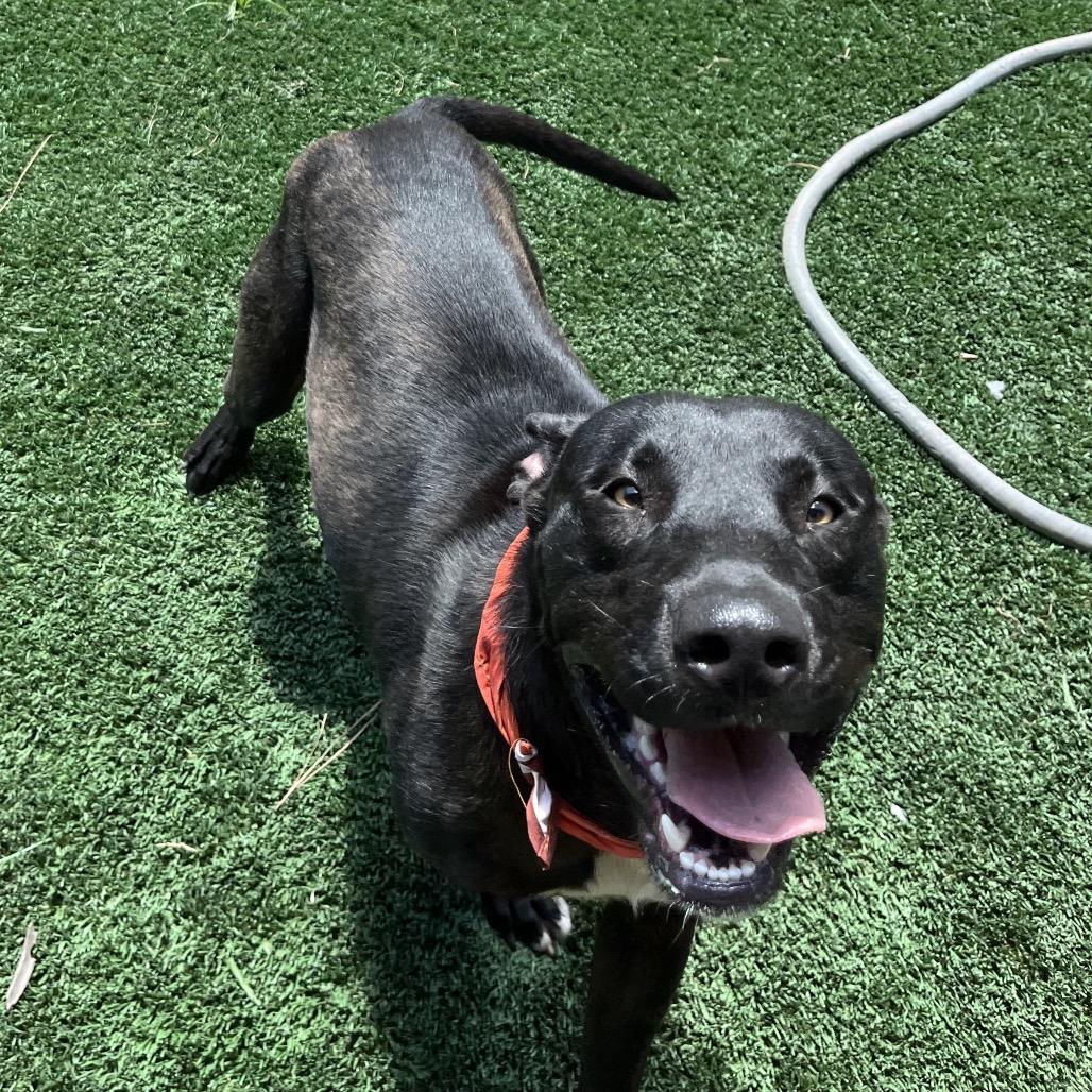 Tito, Adoptable, Adult Male Coonhound & Mixed Breed.