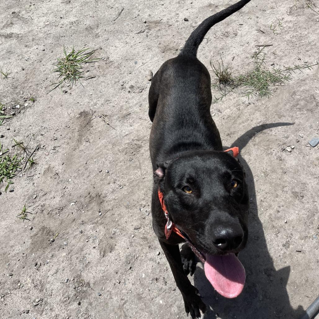 Enlarge Tito, a Adoptable mixed breed in Richmond Hill, GA image 2/4