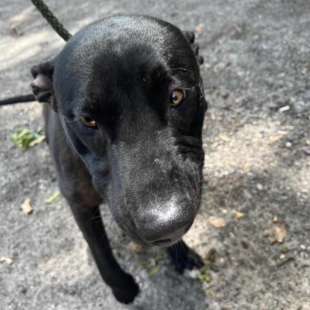 Enlarge Tito, a Adoptable mixed breed in Richmond Hill, GA image 3/4