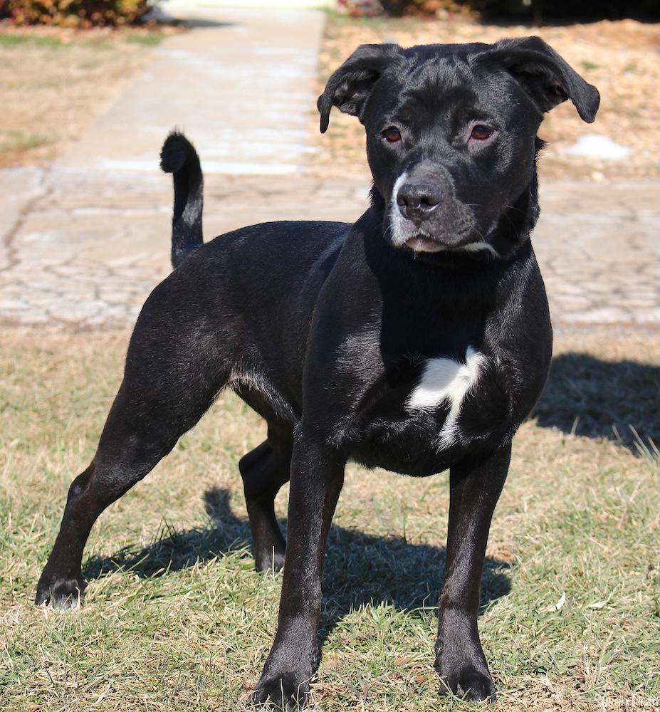 Enlarge Manilla, a ADOPTABLE mixed breed in Bedford, VA image 2/3