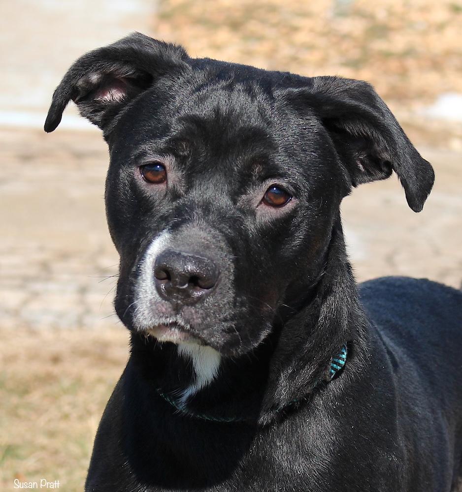 Manilla, ADOPTABLE, Adult Female Labrador Retriever.