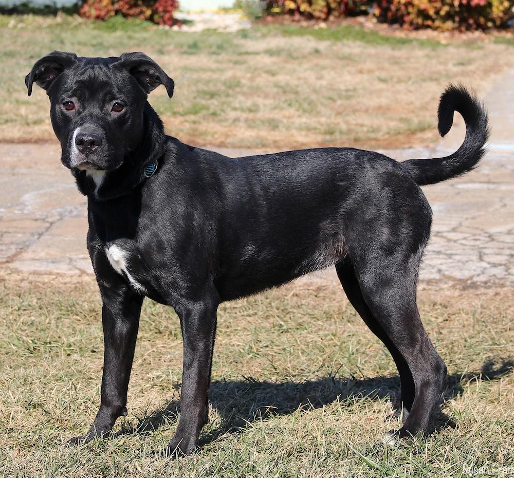Enlarge Manilla, a ADOPTABLE mixed breed in Bedford, VA image 3/3
