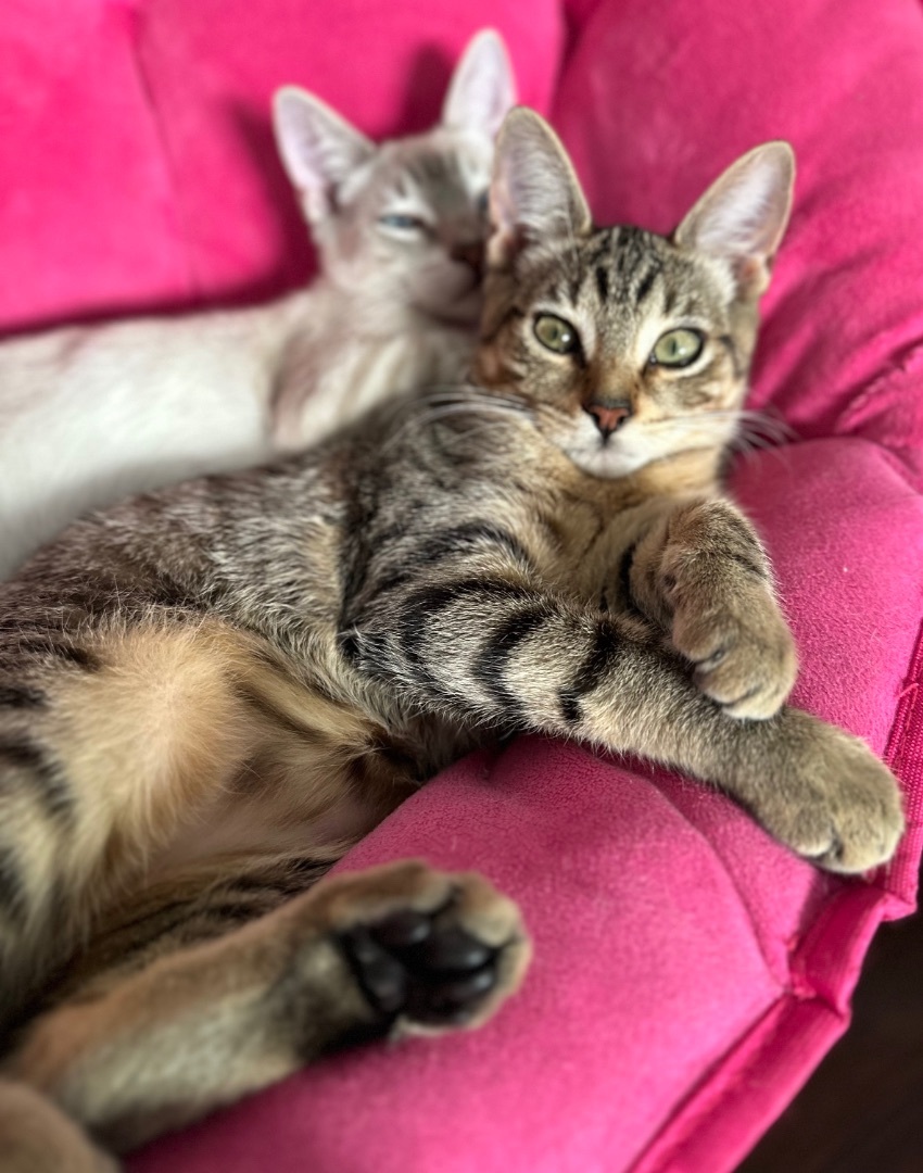 Enlarge Cosmos, a Adoptable Domestic Short Hair in Los Angeles, CA image 1/14