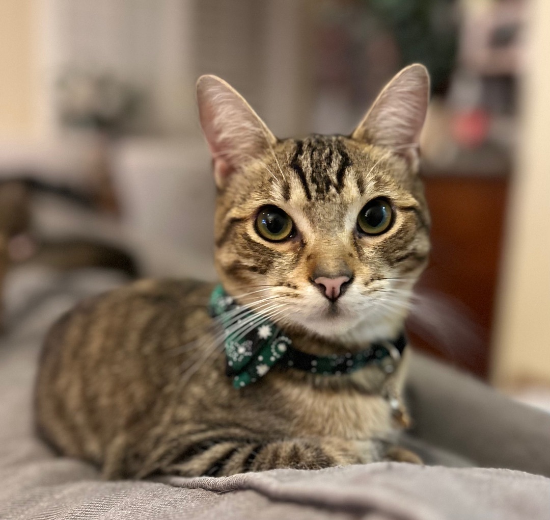 Enlarge Cosmos, a Adoptable Domestic Short Hair in Los Angeles, CA image 2/14