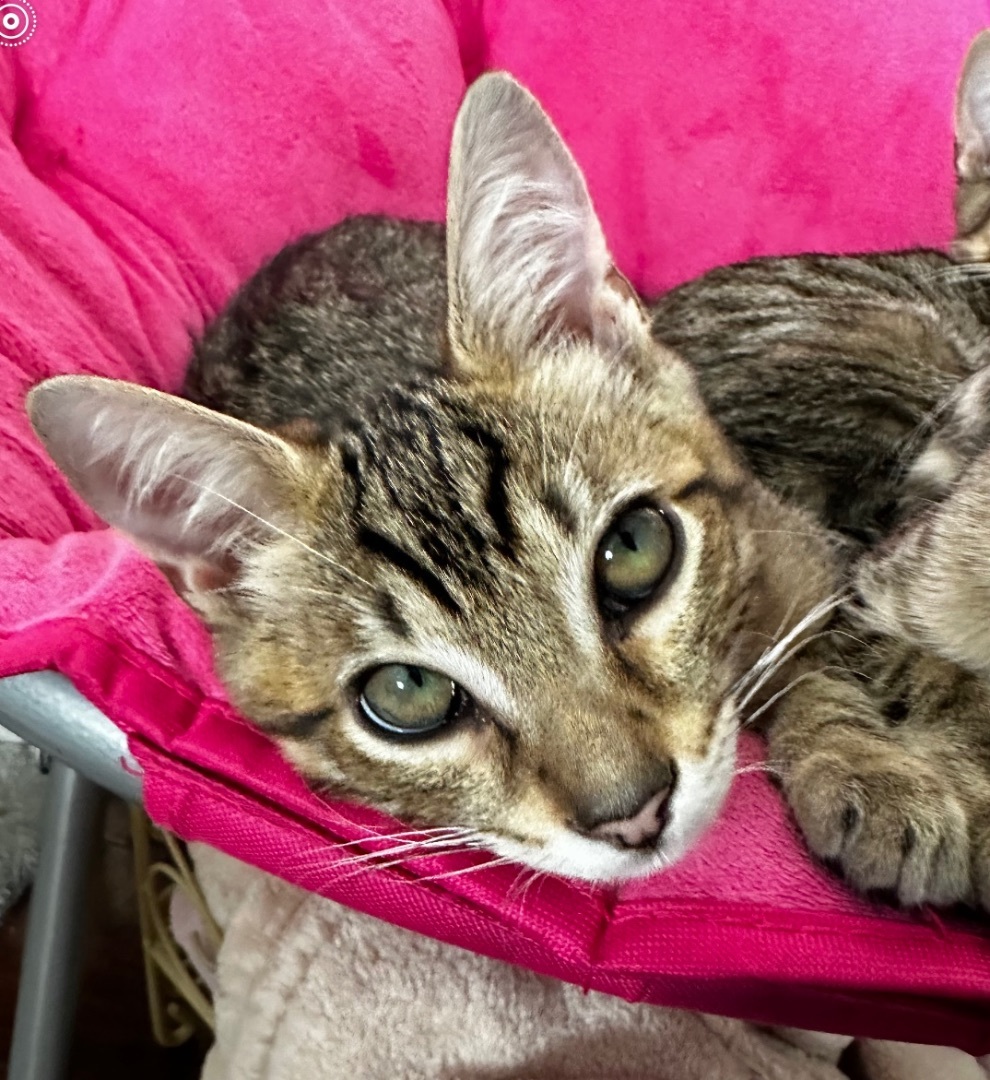 Enlarge Cosmos, a Adoptable Domestic Short Hair in Los Angeles, CA image 3/14