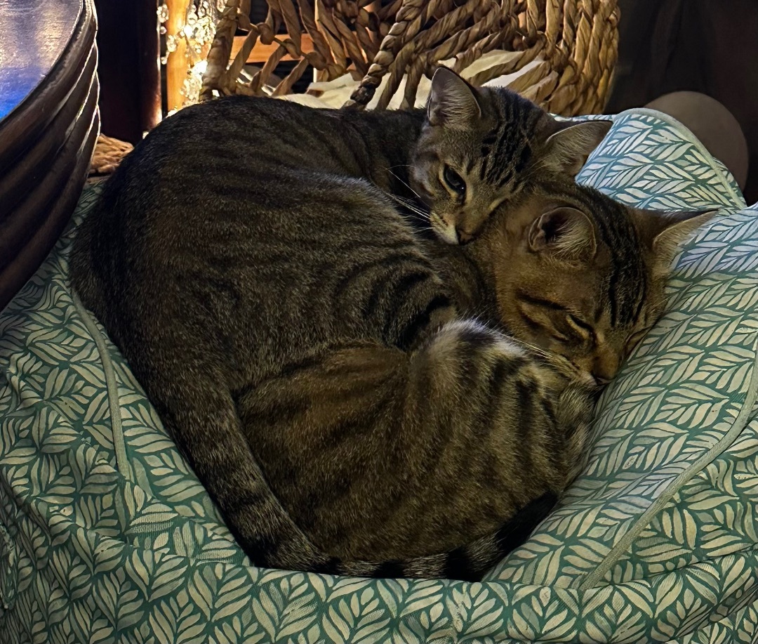 Enlarge Cosmos, a Adoptable Domestic Short Hair in Los Angeles, CA image 4/14