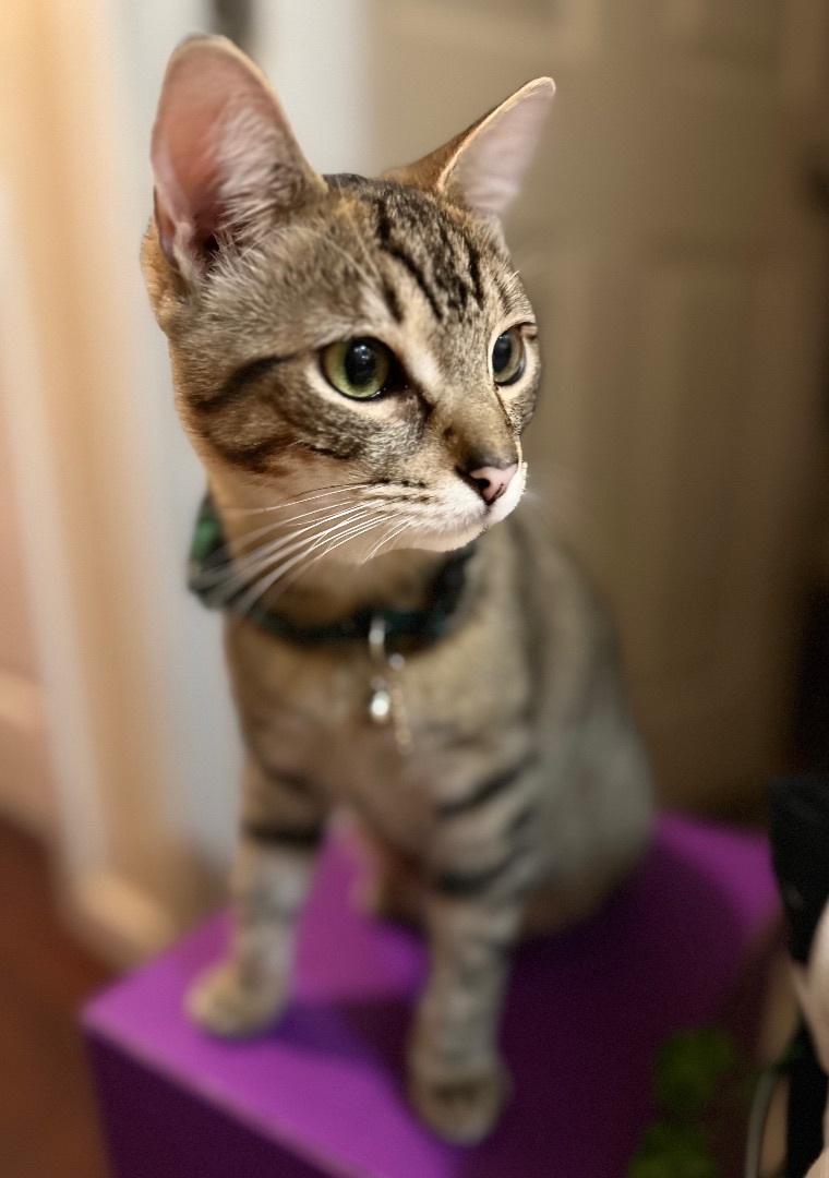 Enlarge Cosmos, a Adoptable Domestic Short Hair in Los Angeles, CA image 5/14