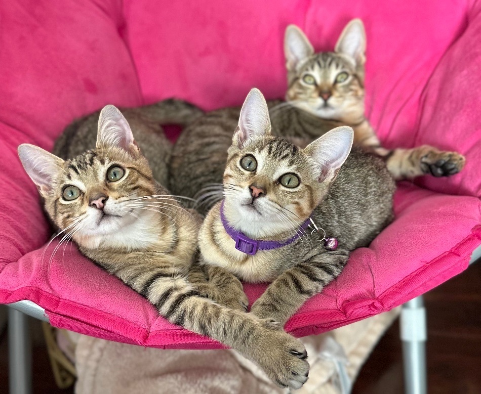 Enlarge Cosmos, a Adoptable Domestic Short Hair in Los Angeles, CA image 6/14