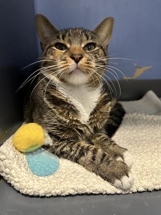 Fendi, a Adoptable mixed breed in DeKalb, IL image 2/4