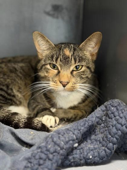 Fendi, a Adoptable mixed breed in DeKalb, IL image 4/4