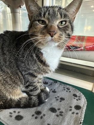 Fendi, Adoptable, Adult Female Domestic Short Hair.