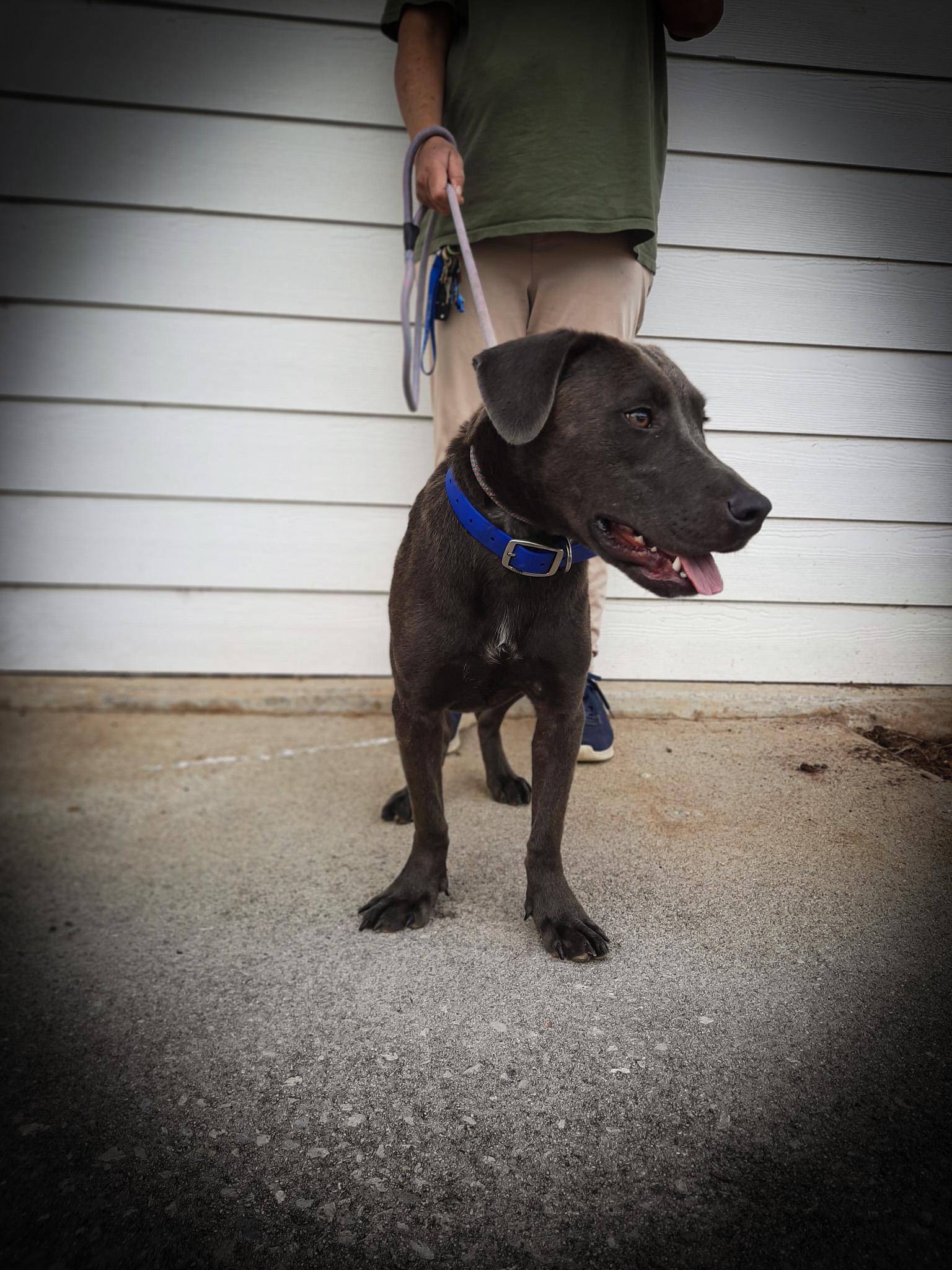 Alaska, a Adoptable Labrador Retriever in Newport, TN image 1/4