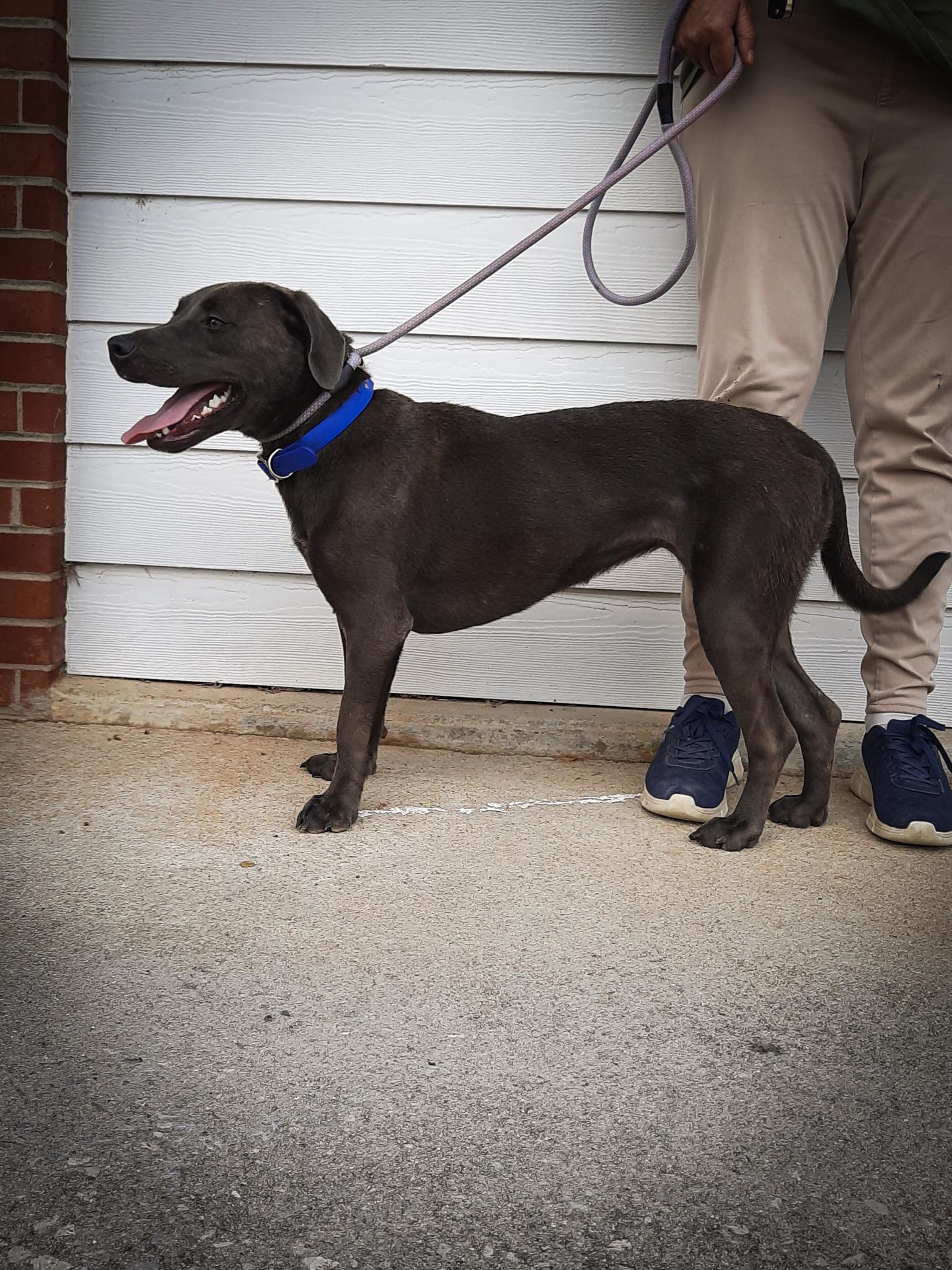 Alaska, a Adoptable Labrador Retriever in Newport, TN image 2/4