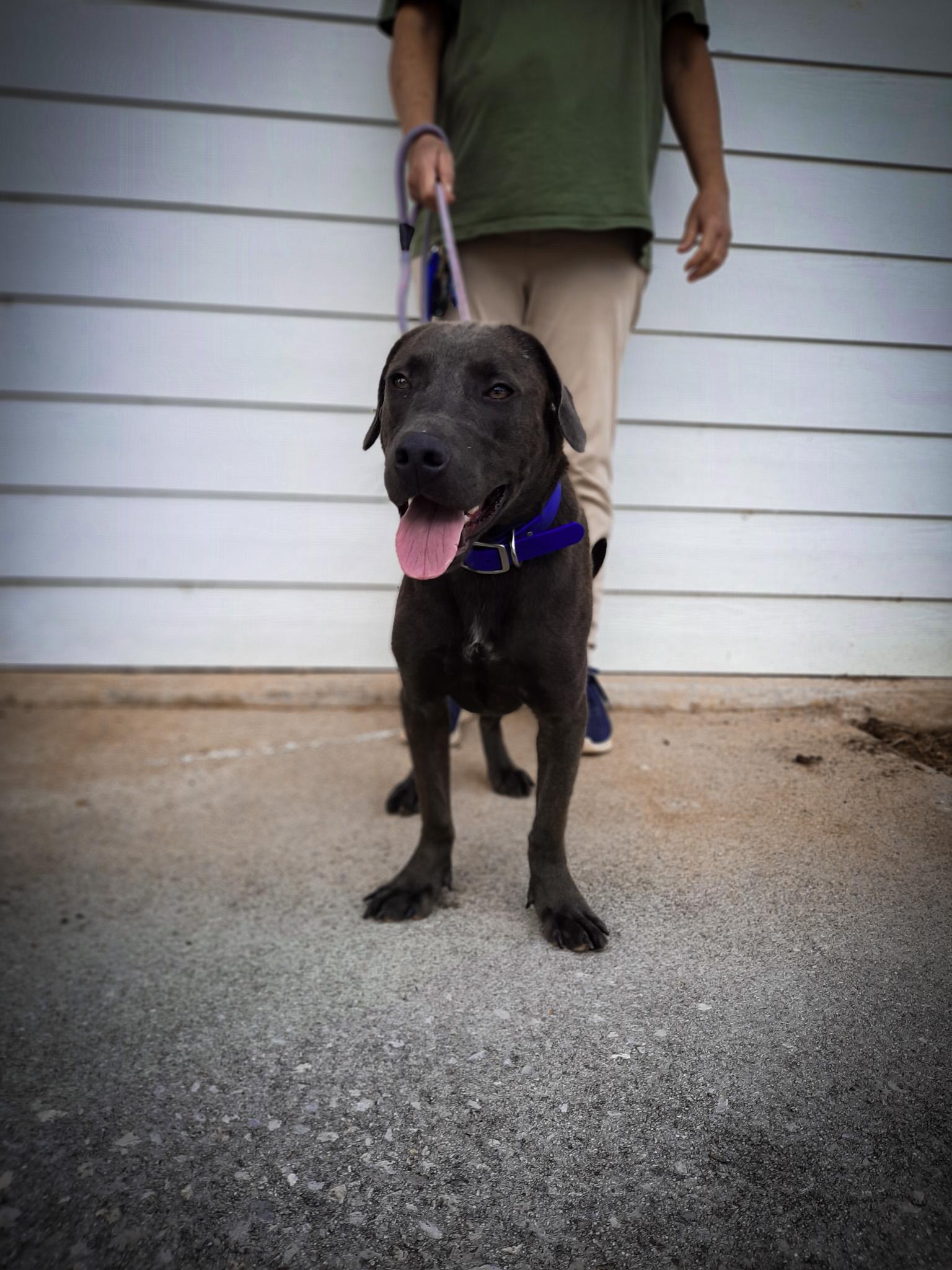 Alaska, a Adoptable Labrador Retriever in Newport, TN image 3/4