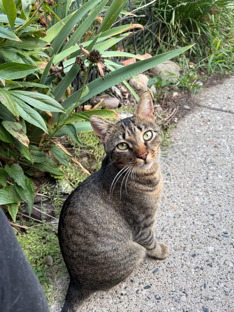 Bud, Adoptable, Young Male Domestic Short Hair.