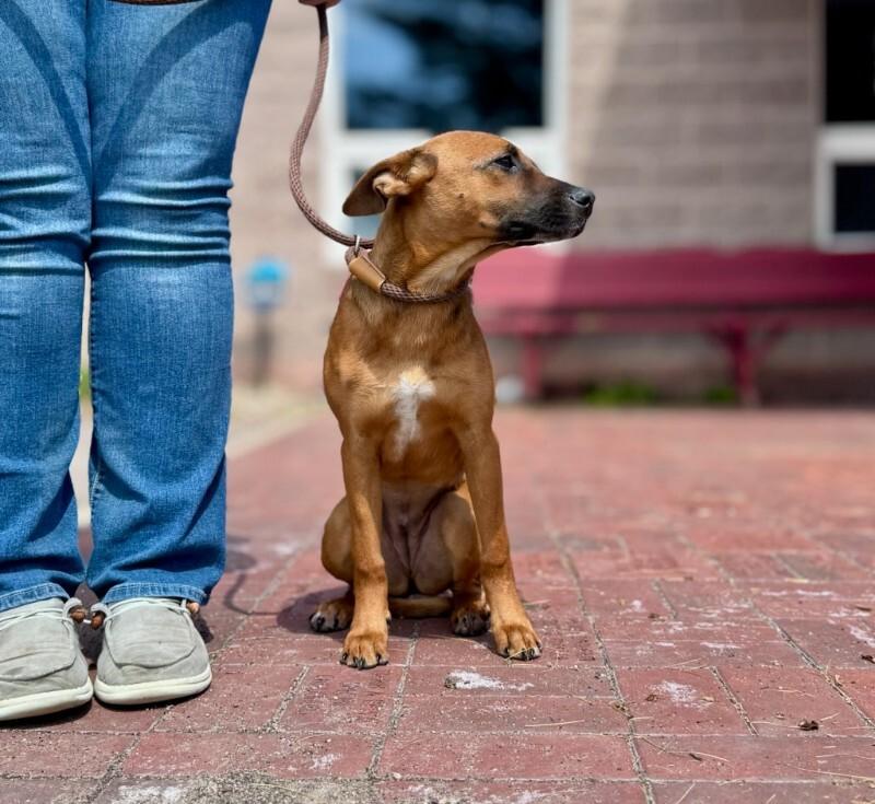 Copper, Adoptable, Young Female Mixed Breed.
