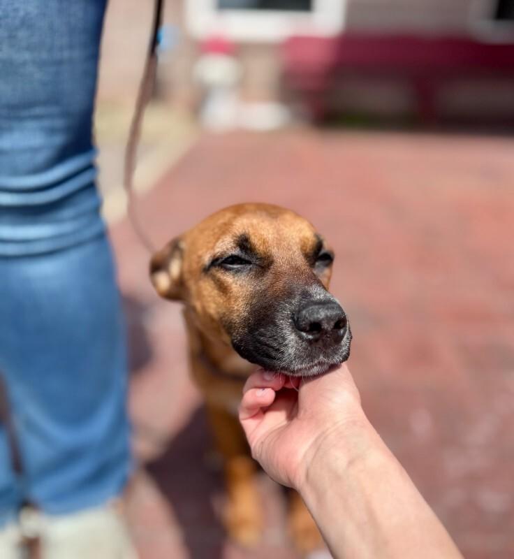 Enlarge Copper, a Adoptable Mixed Breed in Wooster, OH image 2/3