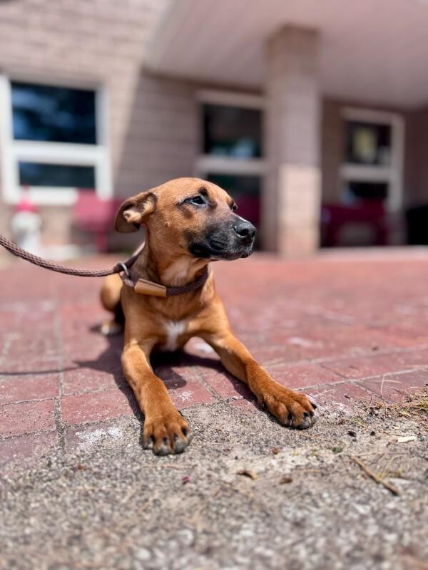 Enlarge Copper, a Adoptable Mixed Breed in Wooster, OH image 3/3