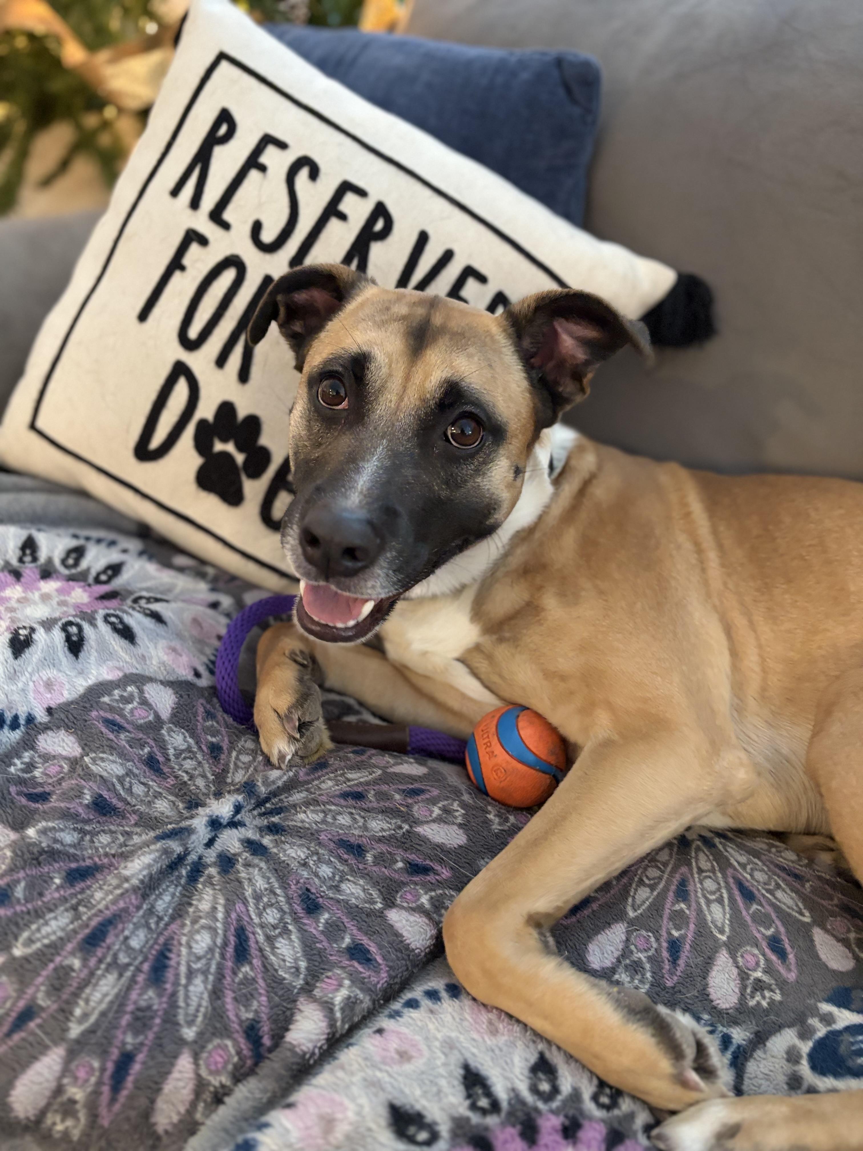 Enlarge Roscoe, a Adopted mixed breed in canyon lake, TX image 4/4