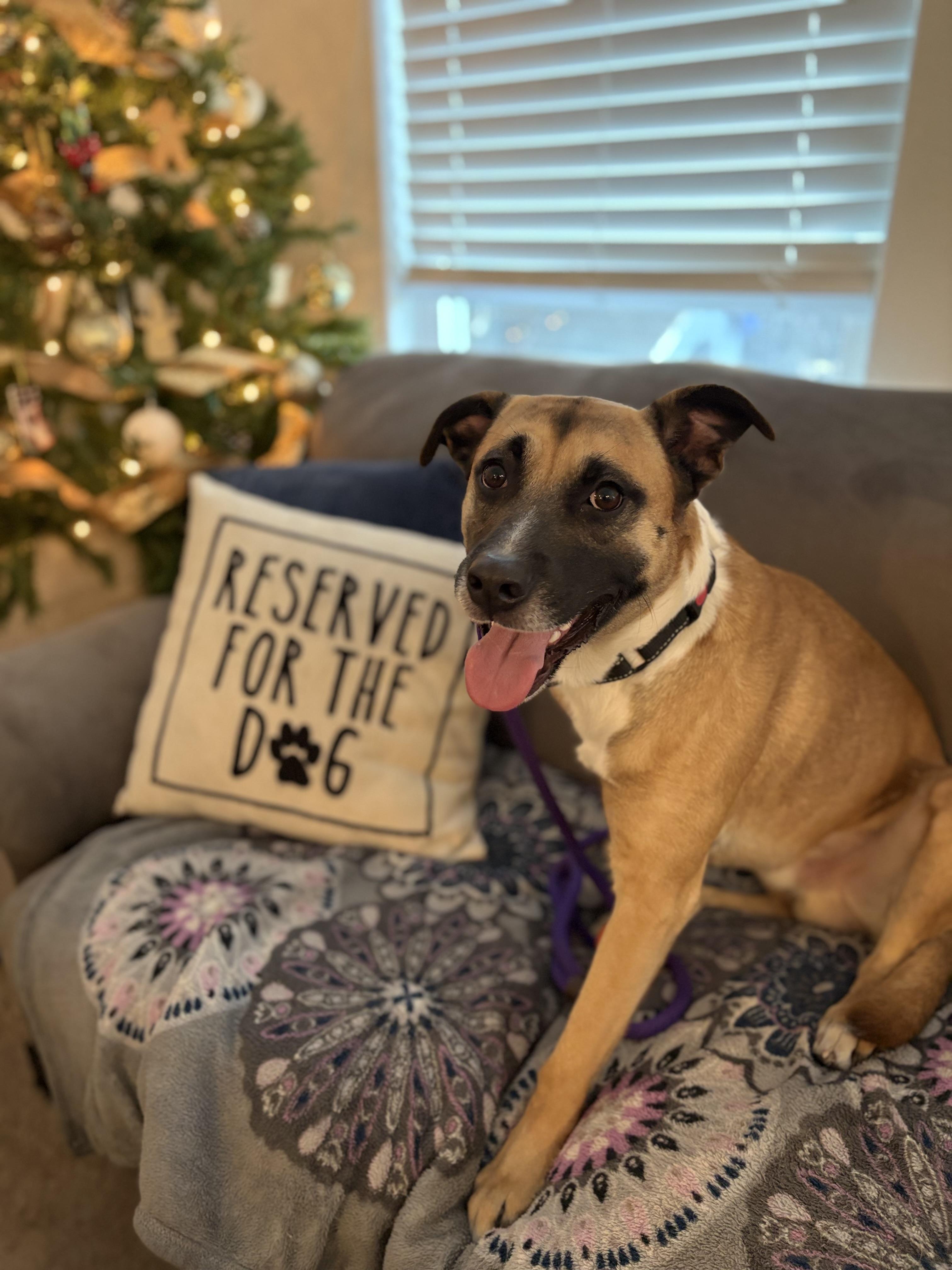 Enlarge Roscoe, a Adopted mixed breed in canyon lake, TX image 3/4