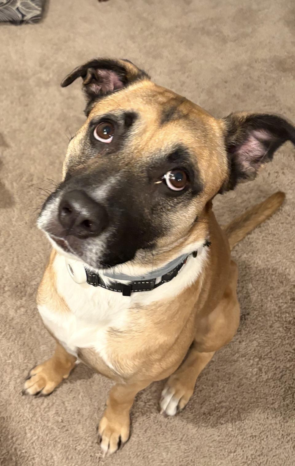 Roscoe, Adopted, Adult Male Boxer & German Shepherd Dog.